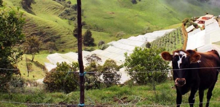 post-1-siembraviva-768x373